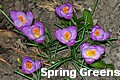 vpra spring greens