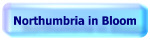 Northumbria_in_Bloom