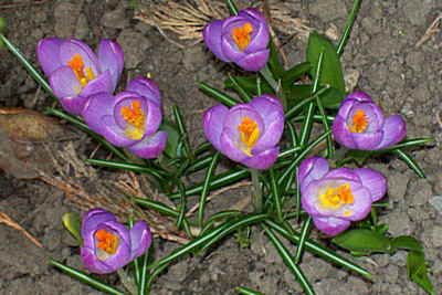 vpra blooms