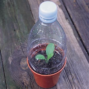 bottle-garden-growing-condition-basics0